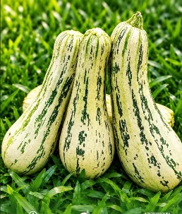 Kokue Green